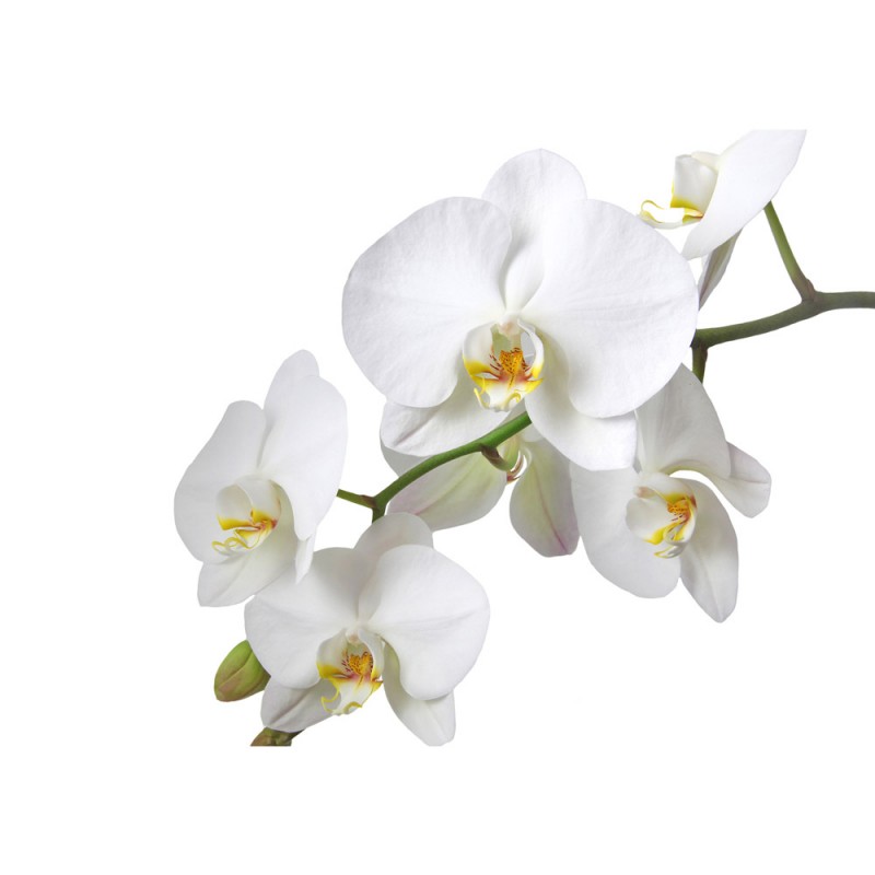 vlies fototapete no 1568 orchideen tapete blume bluten orchidee weiss liwwing r